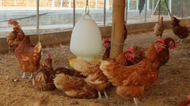 Kahverengi tavuklar ve tavuklar yumurta çiftliği tarım endüstrisine akın ediyor.