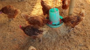 Kahverengi tavuklar ve tavuklar yumurta çiftliği tarım endüstrisine akın ediyor.