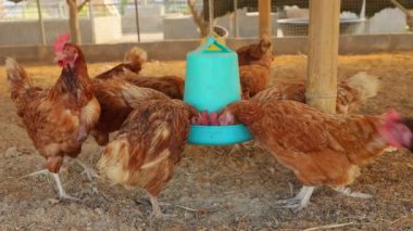 Kahverengi tavuklar ve tavuklar yumurta çiftliği tarım endüstrisine akın ediyor.