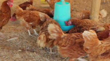 Kahverengi tavuklar ve tavuklar yumurta çiftliği tarım endüstrisine akın ediyor.