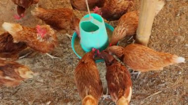 Kahverengi tavuklar ve tavuklar yumurta çiftliği tarım endüstrisine akın ediyor.