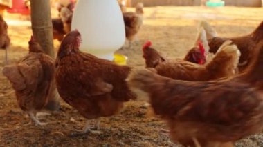Kahverengi tavuklar ve tavuklar yumurta çiftliği tarım endüstrisine akın ediyor.