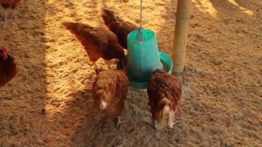 Kahverengi tavuklar ve tavuklar yumurta çiftliği tarım endüstrisine akın ediyor.