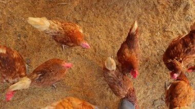 Kahverengi tavuklar ve tavuklar yumurta çiftliği tarım endüstrisine akın ediyor.