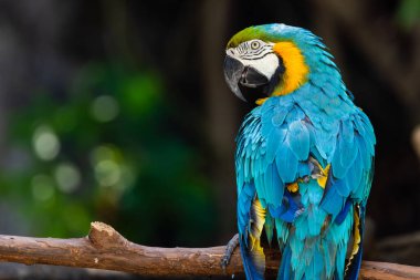 Mutlu kuş, papağan kuşu gülüşü ahşap ağaç dalına takılıyor hayvanat bahçesindeki renkli tropikal hayvan.