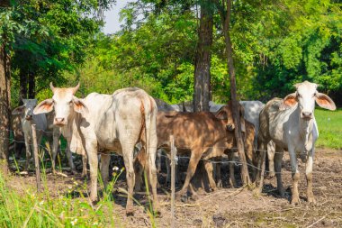 Güneydoğu Asya kökenli Tayland sığırı kuzey veya Isaan kırsalında yer almaktadır..