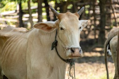 Southeast Asian native Thai cow cattle located in northern or Isaan countryside Thailand.