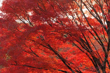Güzel sonbahar manzarası. Sonbaharda renkli yapraklar. Akçaağaç yaprağı mevsimleri. Sarı turuncu kırmızı akçaağaç sonbaharda Kyoto Japonya 'dan ayrılıyor.