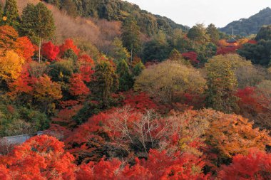 Kiyomizu-dera Tapınağı Güzel sonbahar manzarası. Japonya, Kyoto 'da sonbahar mevsimleri kırmızı akçaağaç yaprakları.