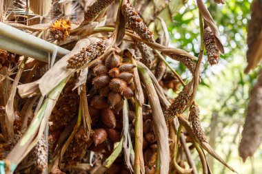 Salacca wallichiana meyvesinin derisinde keskin dikenler var. Tadı tatlı ve ekşi. Güneydoğu Asya 'da eşsiz bir aroma bitkisi var.