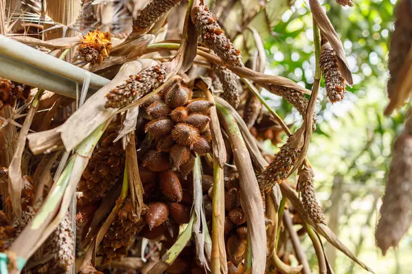 Salacca wallichiana meyvesinin derisinde keskin dikenler var. Tadı tatlı ve ekşi. Güneydoğu Asya 'da eşsiz bir aroma bitkisi var.