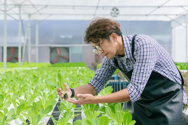 Başarılı bir çiftçi sera hidroponik tarımında çalışıyor, modern organik tarım ve su bitkisi yeşili.