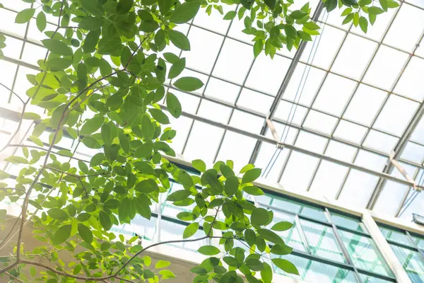 Cam çatılı yeşil santral, ozon ağacı havası modern sıfır karbon ayak iziyle tazeleniyor.