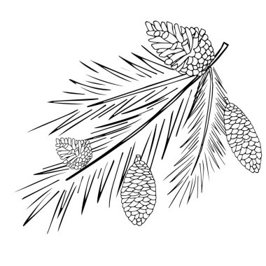 Çam, ladin, Noel ağacı dalları. Minimalist bir şekilde oyma. El çizimi. Dekorasyon, kağıt ve kumaş üzerine baskı ve iç dekorasyon için kullanılabilir. Vektör