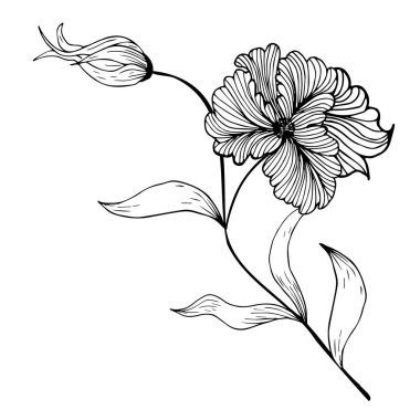 Çiçek kompozisyonu, çiçek arkaplanı, narin çiçekler ve tomurcuk dalları. El çizimi. Moda dekoru için, davetiyeler, kartlar, posterler, el ilanları, kumaş ve kağıt üzerine baskı için, arka planlar için