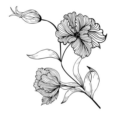 Çiçek kompozisyonu, çiçek arkaplanı, narin çiçekler ve tomurcuk dalları. El çizimi. Moda dekoru için, davetiyeler, kartlar, posterler, el ilanları, kumaş ve kağıt üzerine baskı için, arka planlar için