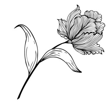 Çiçek kompozisyonu, çiçek arkaplanı, narin çiçekler ve tomurcuk dalları. El çizimi. Moda dekoru için, davetiyeler, kartlar, posterler, el ilanları, kumaş ve kağıt üzerine baskı için, arka planlar için