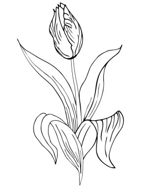 Beautiful realistic flowers, tulips. The composition is drawn by hand. Great idea for invitations, posters, cards, backgrounds, for printing and layout, etc.