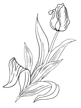 Beautiful realistic flowers, tulips. The composition is drawn by hand. Great idea for invitations, posters, cards, backgrounds, for printing and layout, etc.