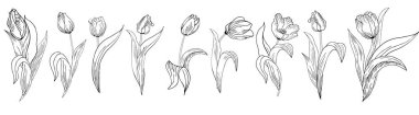 A large set of different original tulip flowers. Contour hand drawing