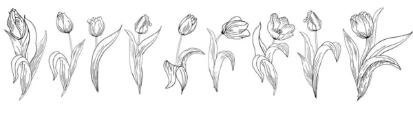 Velká Sada Různých Původních Tulipánových Květů Ruční Kresba Obrysu — Stock fotografie