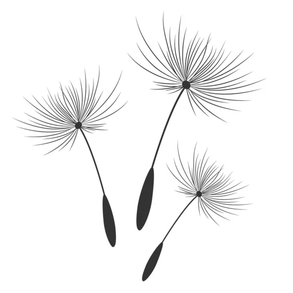 Pampeliškové Květy Semeny Která Odlétají Větru — Stockový vektor