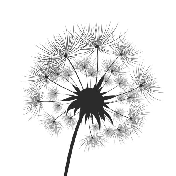 Pampeliškové Květy Semeny Která Odlétají Větru — Stockový vektor