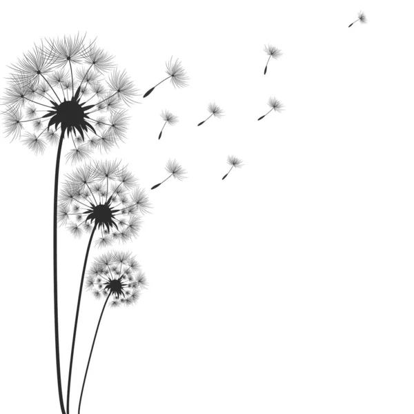 Fleurs Pissenlit Avec Des Graines Qui Envolent Dans Vent — Image vectorielle