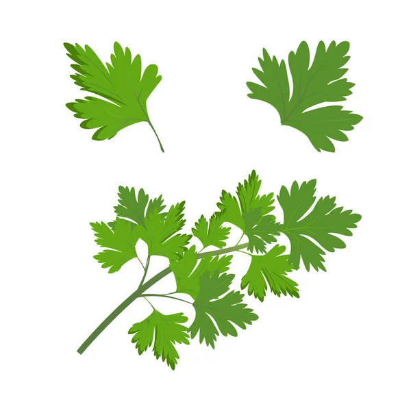 Realistisch Frische Grüne Duftende Petersilie Und Blätter Gewürze Pflanzliche Zutaten — Stockvektor