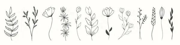 Set Aus Feld Waldblumen Und Blättern Kräuterelemente Aus Handgezogenen Wildkräutern — Stockvektor