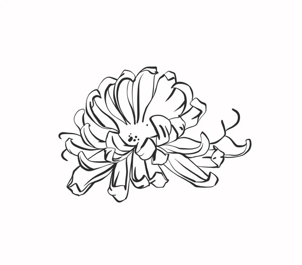 Ручной Рисунок Векторной Графической Линии Иллюстрации Цветущего Цветка Хризантемы Белом — стоковый вектор