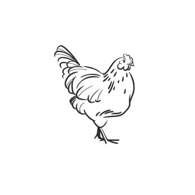 Sevimli, stilize evcil hayvan horozu ve tavuk karakterli el çizimi soyut vektör grafik çizimi koleksiyonu. Modern çiftlik tasarımı kavramı. Vektör çizgisi hayvan sembolü. hayvan simgesi