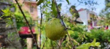 Karınca kolonisi yeşil meyvenin yüzeyinde yürüyor.