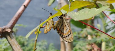 Rhopalocera ya da kelebekler yaprak üzerinde çoğalıyorlar. Çocuk sahibi olmak için.