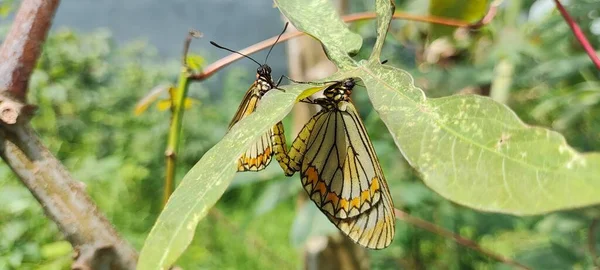 Rhopalocera ya da kelebekler yaprak üzerinde çoğalıyorlar. Çocuk sahibi olmak için.