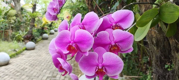 Квіткова Орхідея Горщику Стовбурі Квіткового Саду — стокове фото