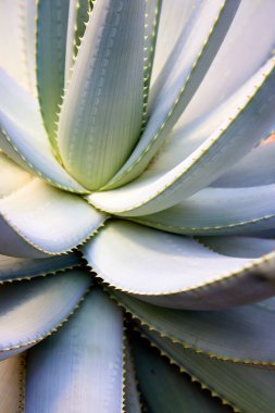 Bir agave bitkisinin keskin dişleri.