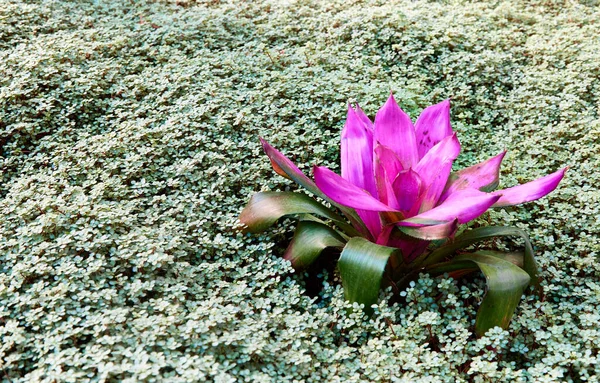 Velká Růžová Květina Napadající Moře Zelených Listů — Stock fotografie