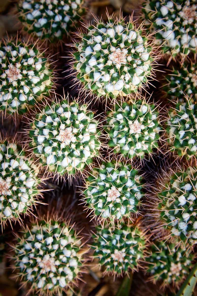 Colección Cactus Pequeños Muy Espinosos — Foto de Stock