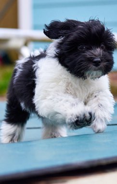 Seyirciye doğru sıçrayan bir havyan yavrusu.