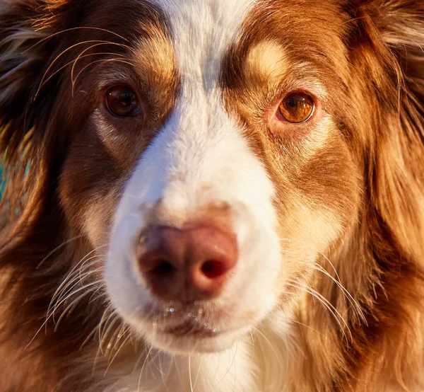 Closeup Only Face Young Red Australian Shepherd Royalty Free Stock Images