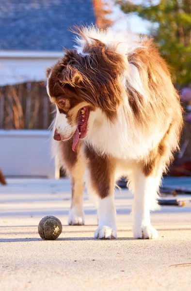 Young Australian Shepherd Dog Looking Longingly Ball Eager Play Stock Picture