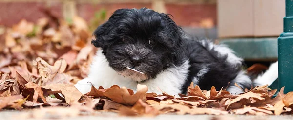 Filhote Cachorro Havanese Que Põe Folhas Outono Caídas Fotos De Bancos De Imagens Sem Royalties