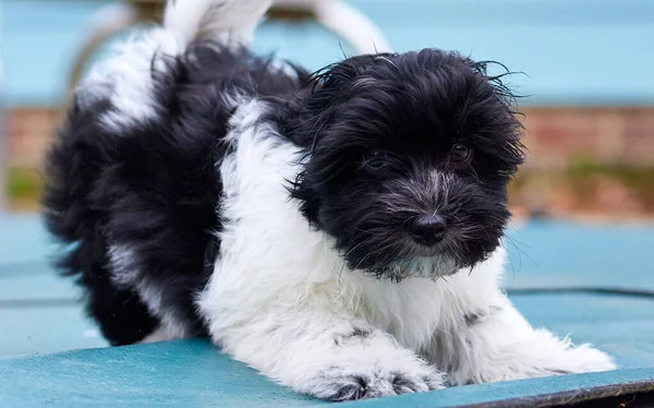 Havanese Puppy Eager Play Royalty Free Stock Images