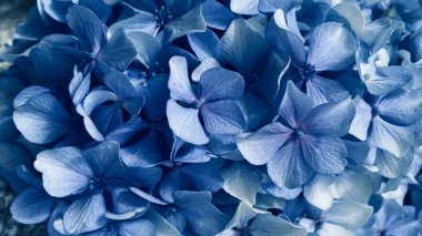Mavi Hydrangea makrophylla çiçeklerinin makro fotoğrafları. Yakın plan. Çiçek arkaplanı