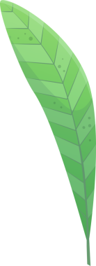 Cesur sembollü tropikal yaprak, parlak yeşil renkli ve şeffaf arka planda izole, doğadan esinlenilmiş tasarım ve projeler için mükemmel.