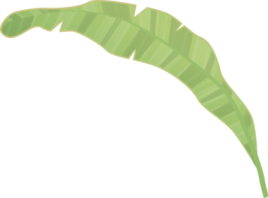 Zümrüt muz yaprağının canlı tasviri, temiz bir zemin üzerine kurulmuş, organik cazibesini ve karmaşık özelliklerini vurguluyor.