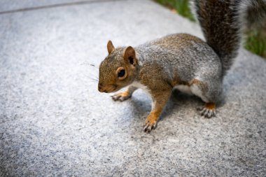 Londra şehir merkezindeki komik sincap. Yüksek kaliteli fotoğraf.
