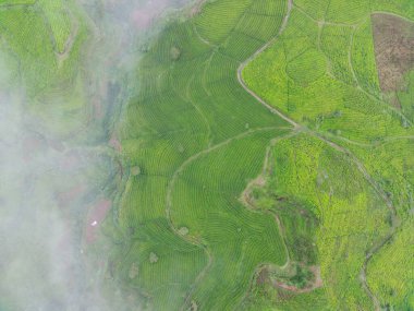 Aerial view of tea fields on a foggy morning. Natural landscape photo concept.