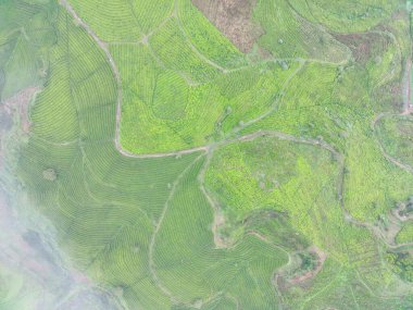 Aerial view of tea fields on a foggy morning. Natural landscape photo concept.